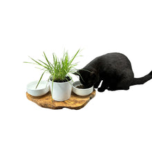 Charger l'image dans la galerie, Station d'alimentation RUSTY 2x bols en porcelaine de 0,4 litre plus pot pour herbe à chat en bois d'olivier