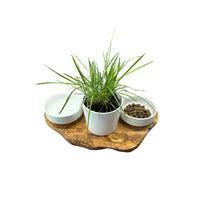 Charger l'image dans la galerie, Station d'alimentation RUSTY 2x bols en porcelaine de 0,4 litre plus pot pour herbe à chat en bois d'olivier

